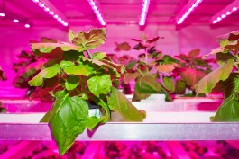 Selina Pfrüner Fotografie