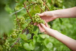 Selina Pfrüner Fotografie