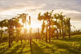 Selina Pfrüner Fotografie