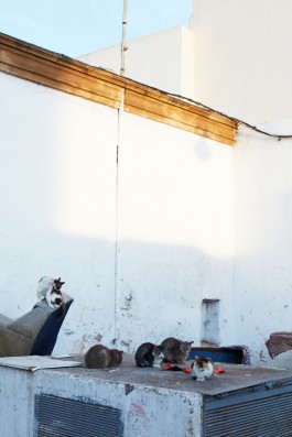 Selina Pfrüner Fotografie