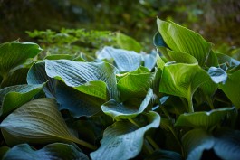 Selina Pfrüner Fotografie