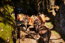 Selina Pfrüner Fotografie